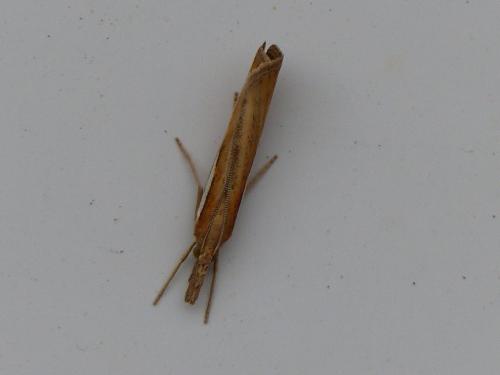 Agriphila tristella